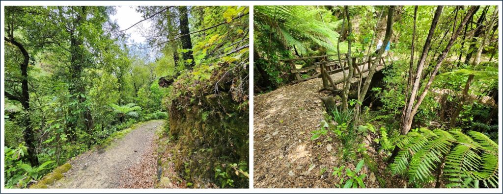 Two photos from along the Humphries Dam trail.