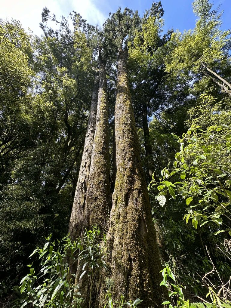 Native NZ trees